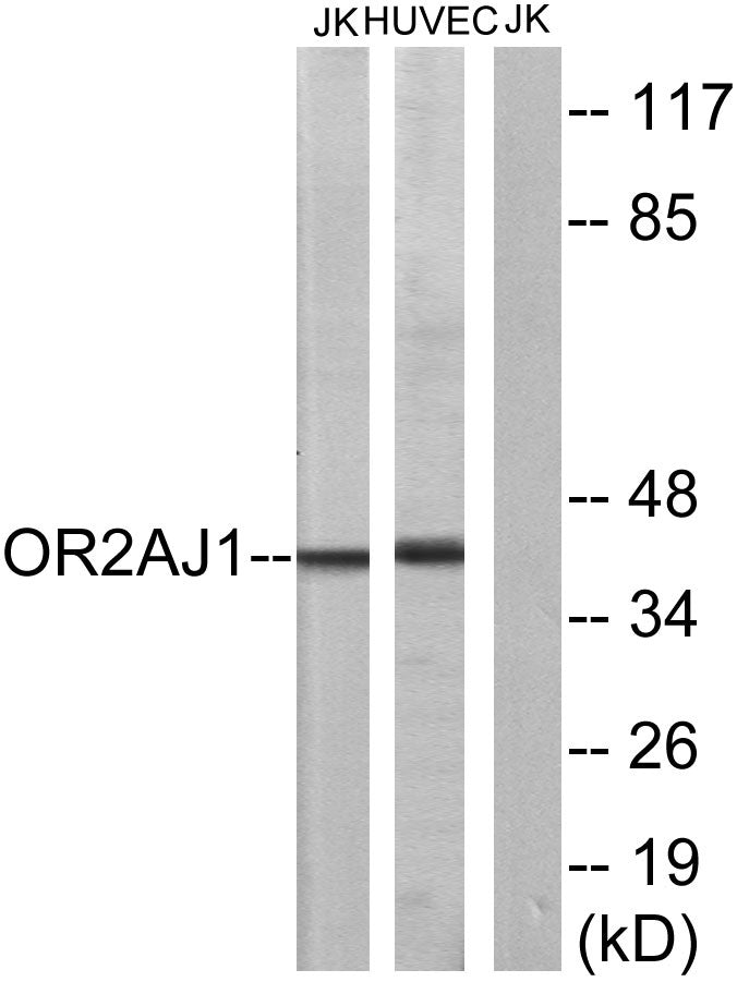 Olfactory receptor 2AJ1 Rabbit Polyclonal Antibody