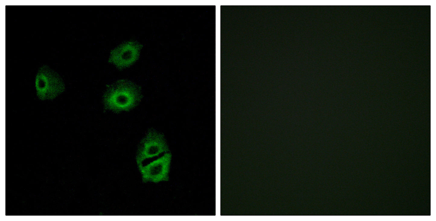 Olfactory receptor 2B2 Rabbit Polyclonal Antibody