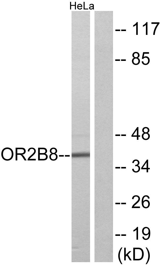 Olfactory receptor 2B8 Rabbit Polyclonal Antibody