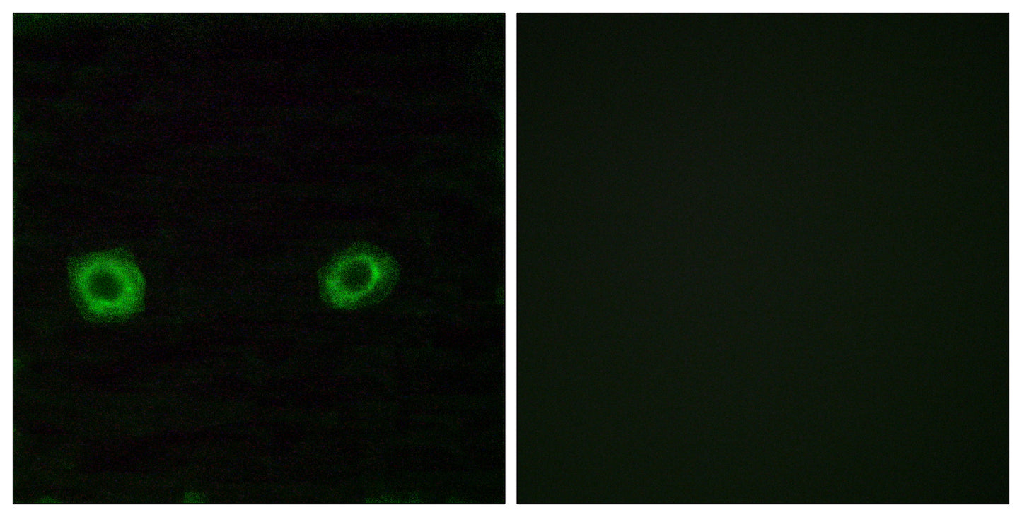 Olfactory receptor 2D3 Rabbit Polyclonal Antibody
