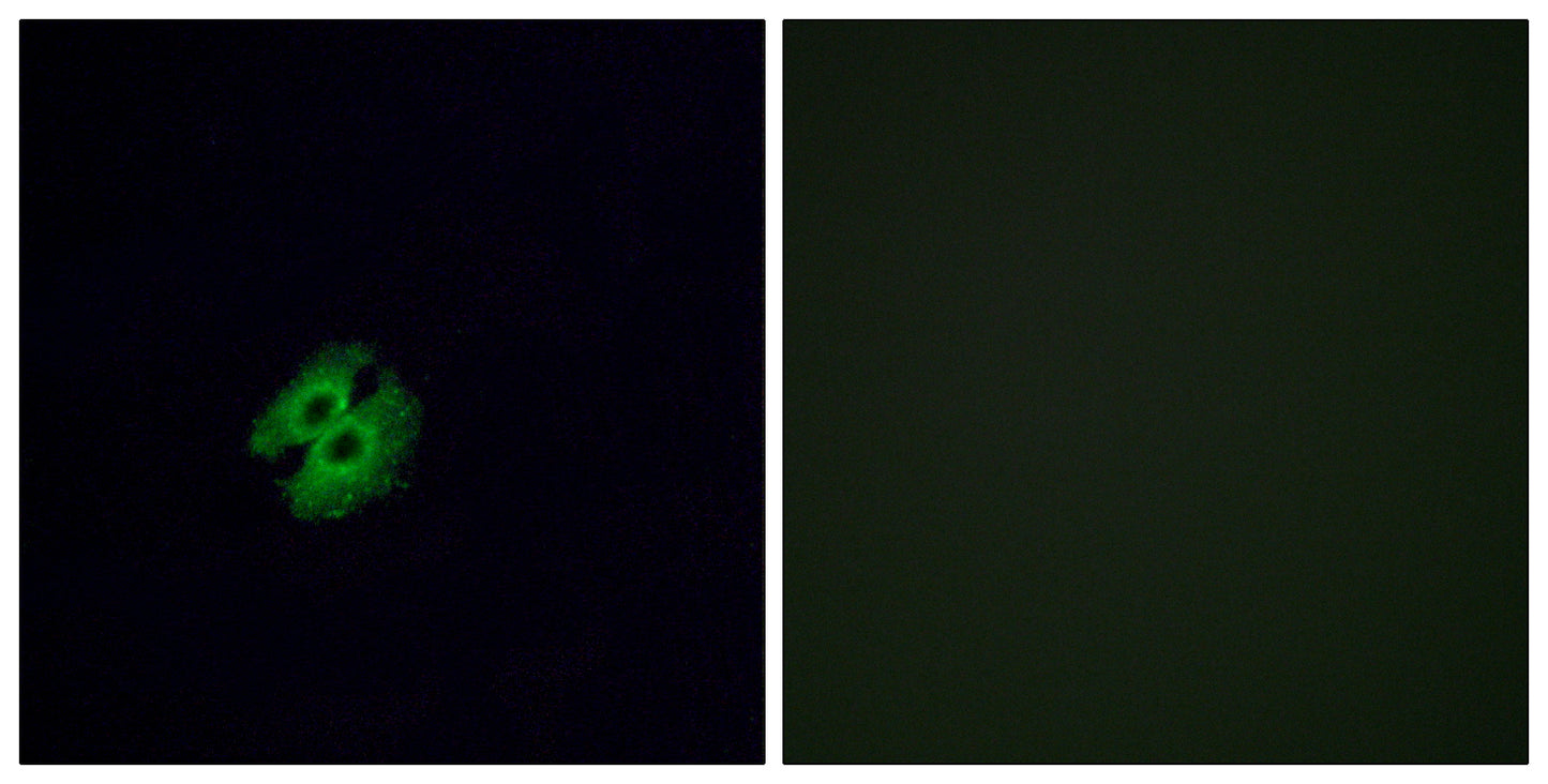 Olfactory receptor 2G2 Rabbit Polyclonal Antibody