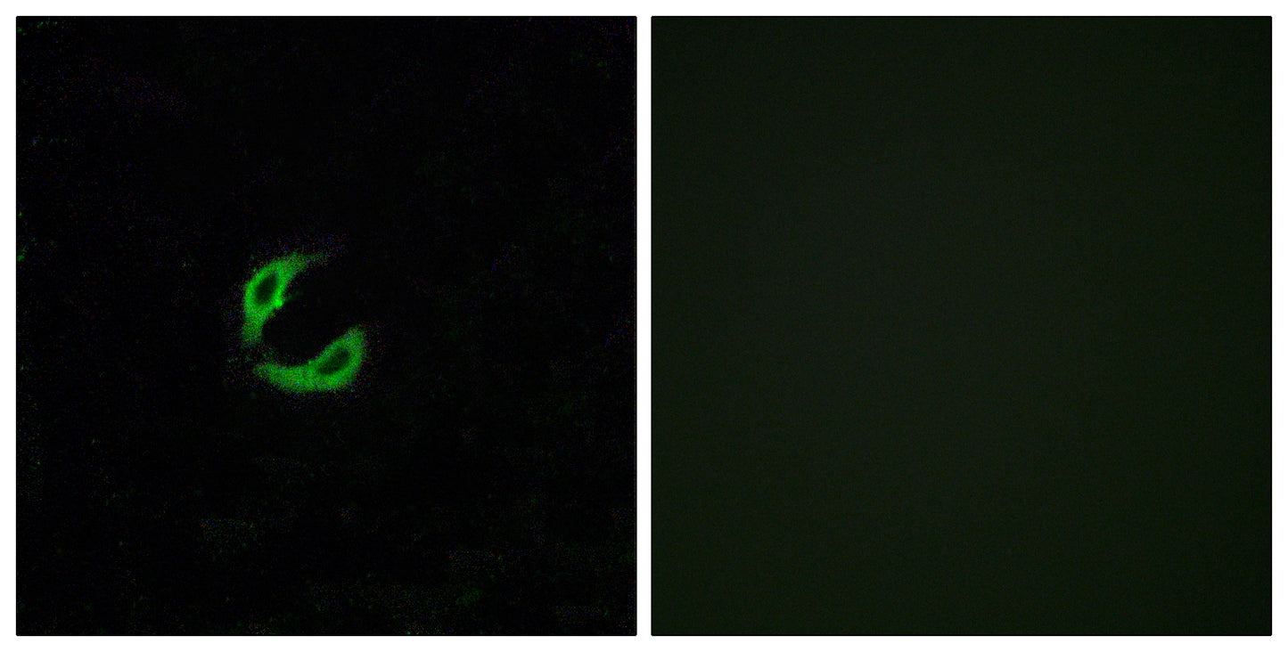 Olfactory receptor 2K2 Rabbit Polyclonal Antibody