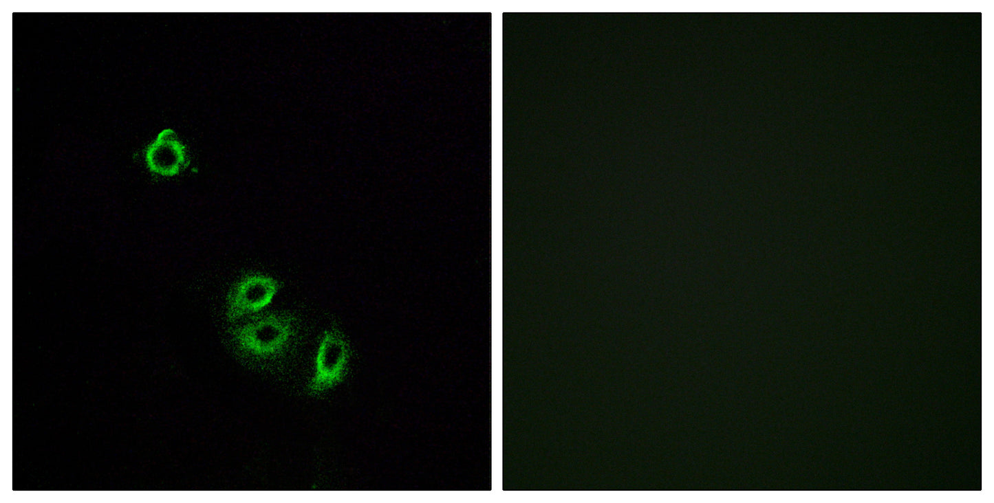 Olfactory receptor 2L5 Rabbit Polyclonal Antibody