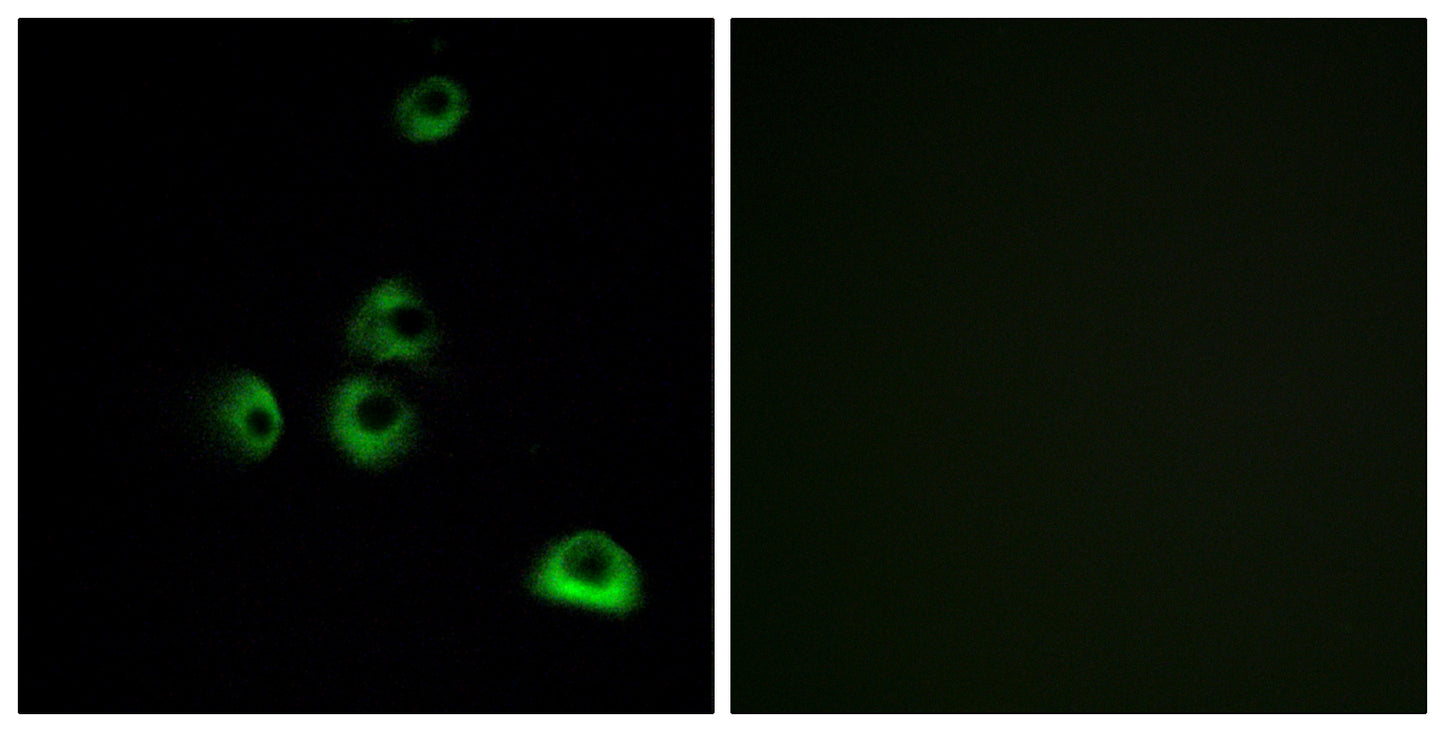 Olfactory receptor 2M7 Rabbit Polyclonal Antibody