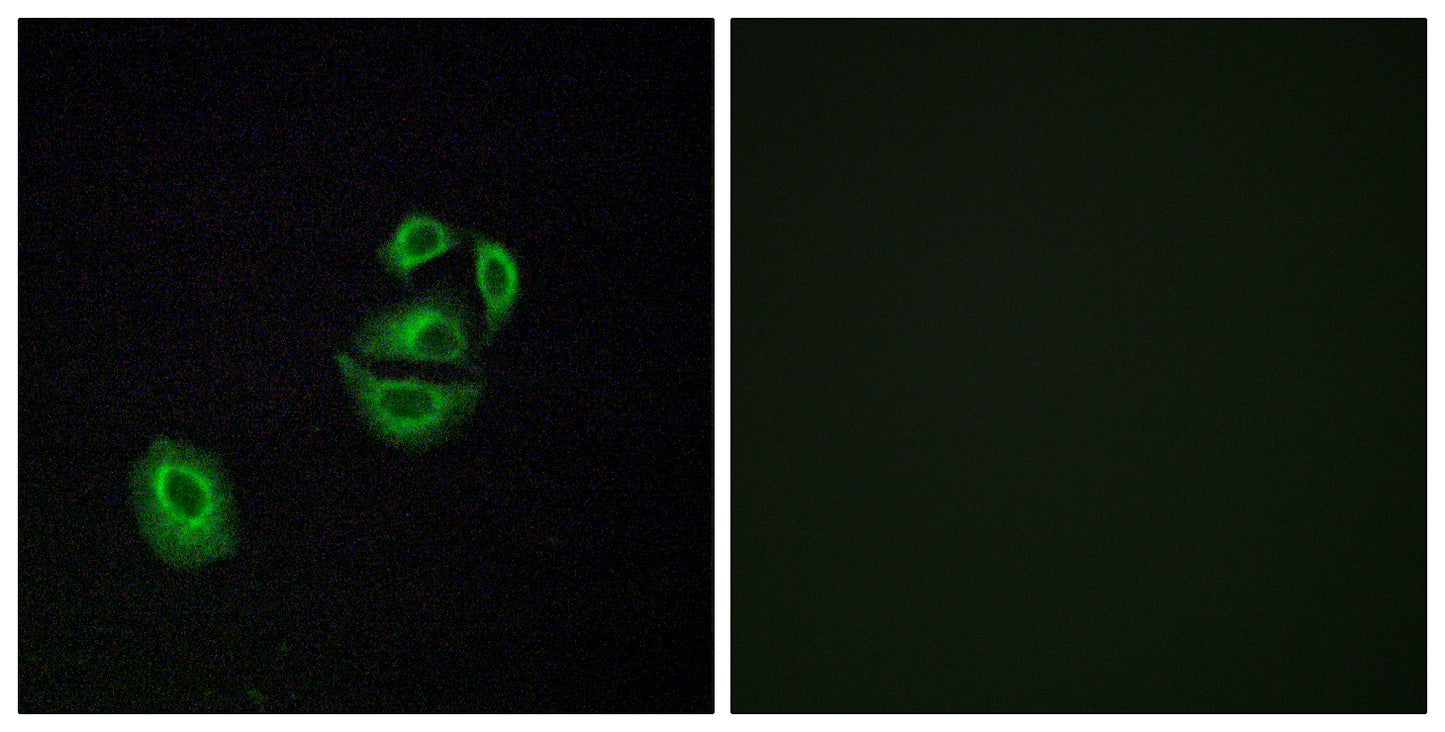 Olfactory receptor 2T2/35 Rabbit Polyclonal Antibody