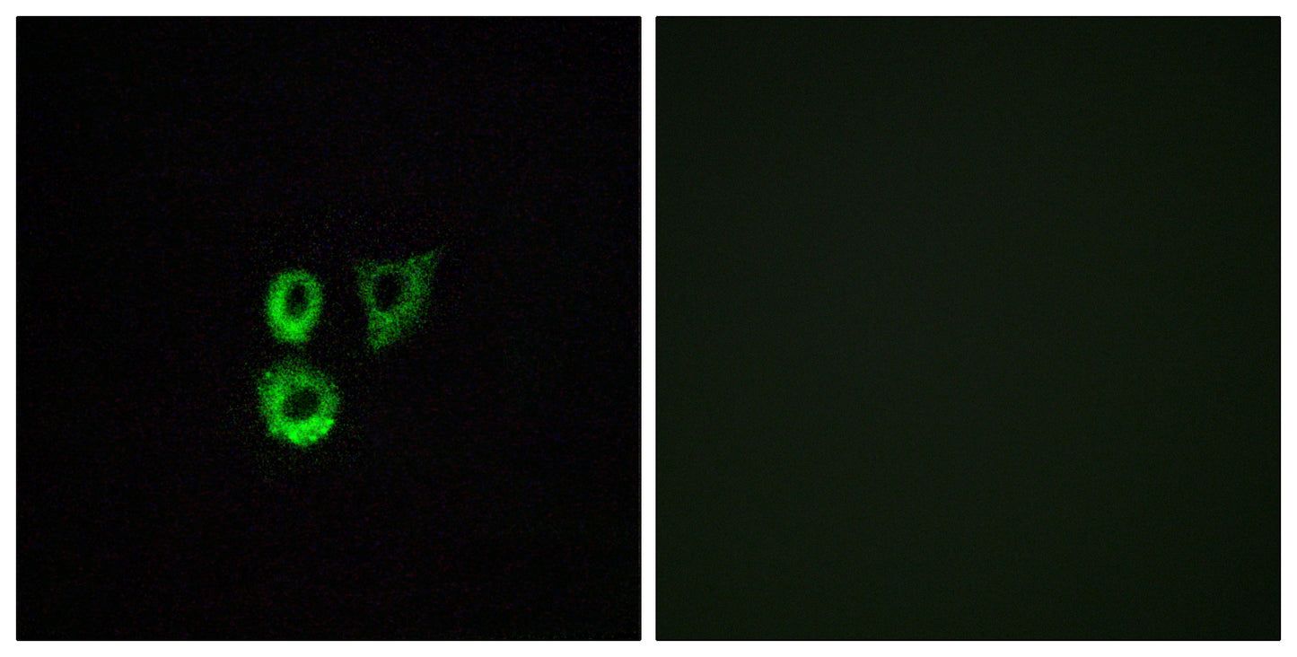 Olfactory receptor 2T3/34 Rabbit Polyclonal Antibody