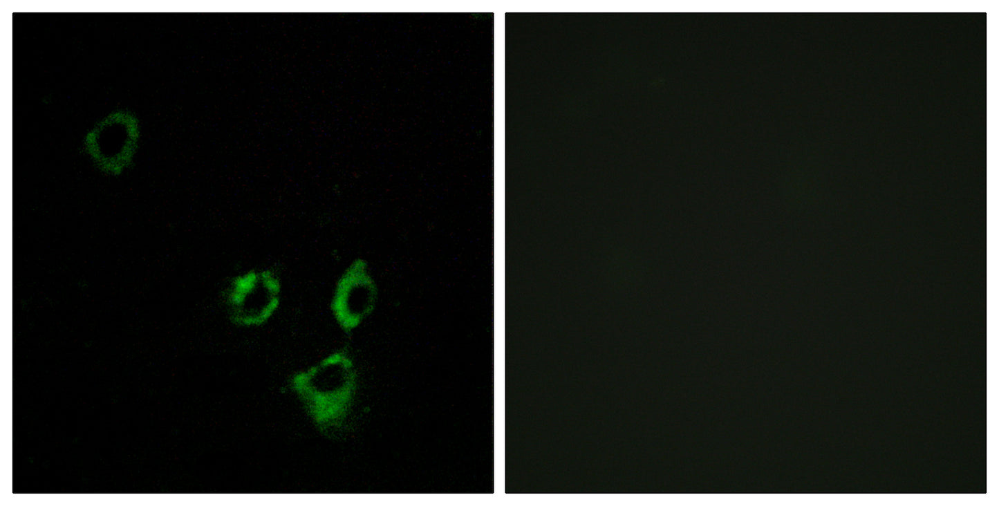 Olfactory receptor 2T5/2T29 Rabbit Polyclonal Antibody
