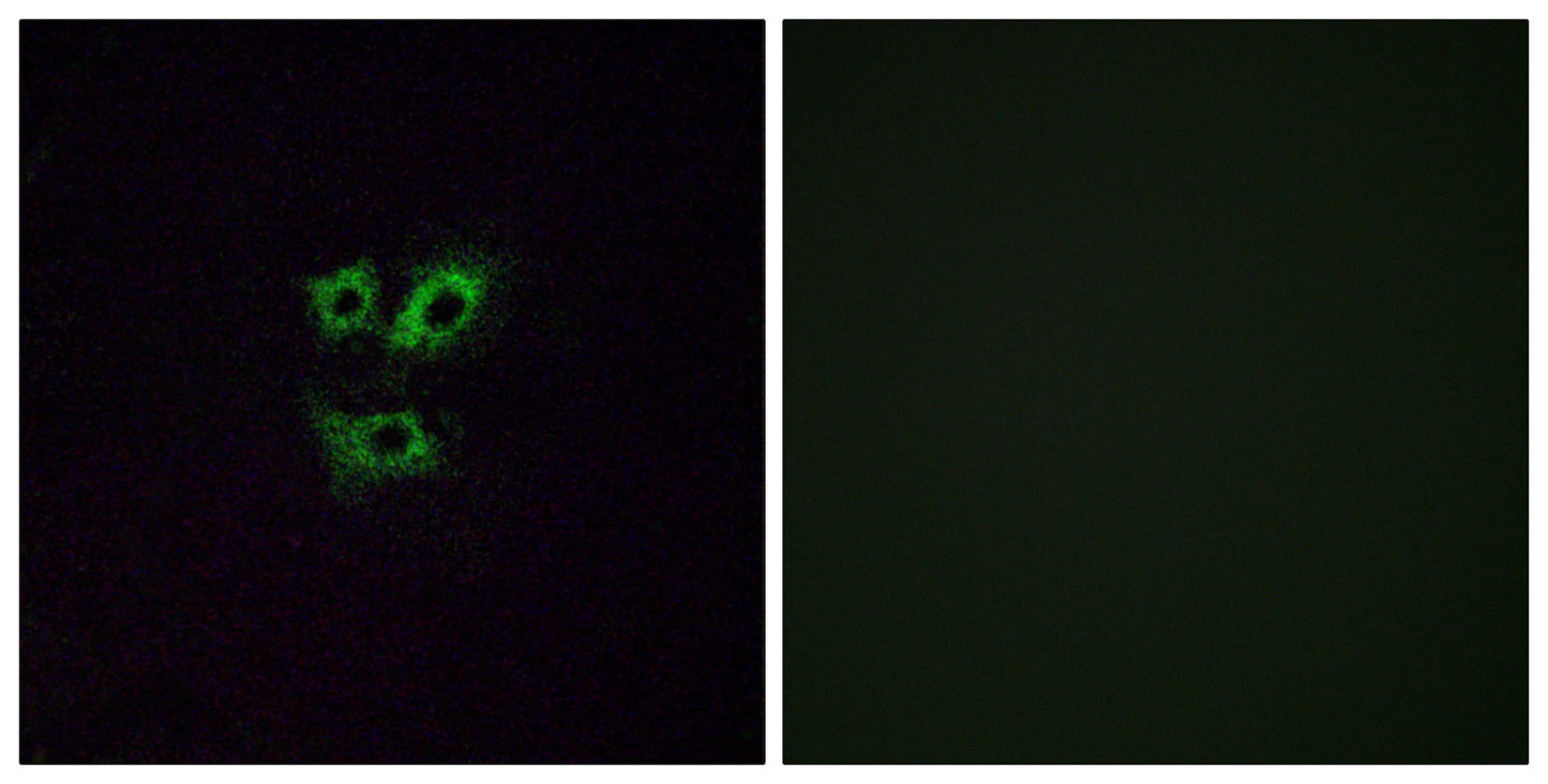 Olfactory receptor 2Y1 Rabbit Polyclonal Antibody