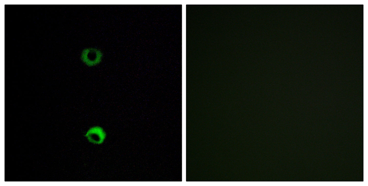 Olfactory receptor 3A2 Rabbit Polyclonal Antibody