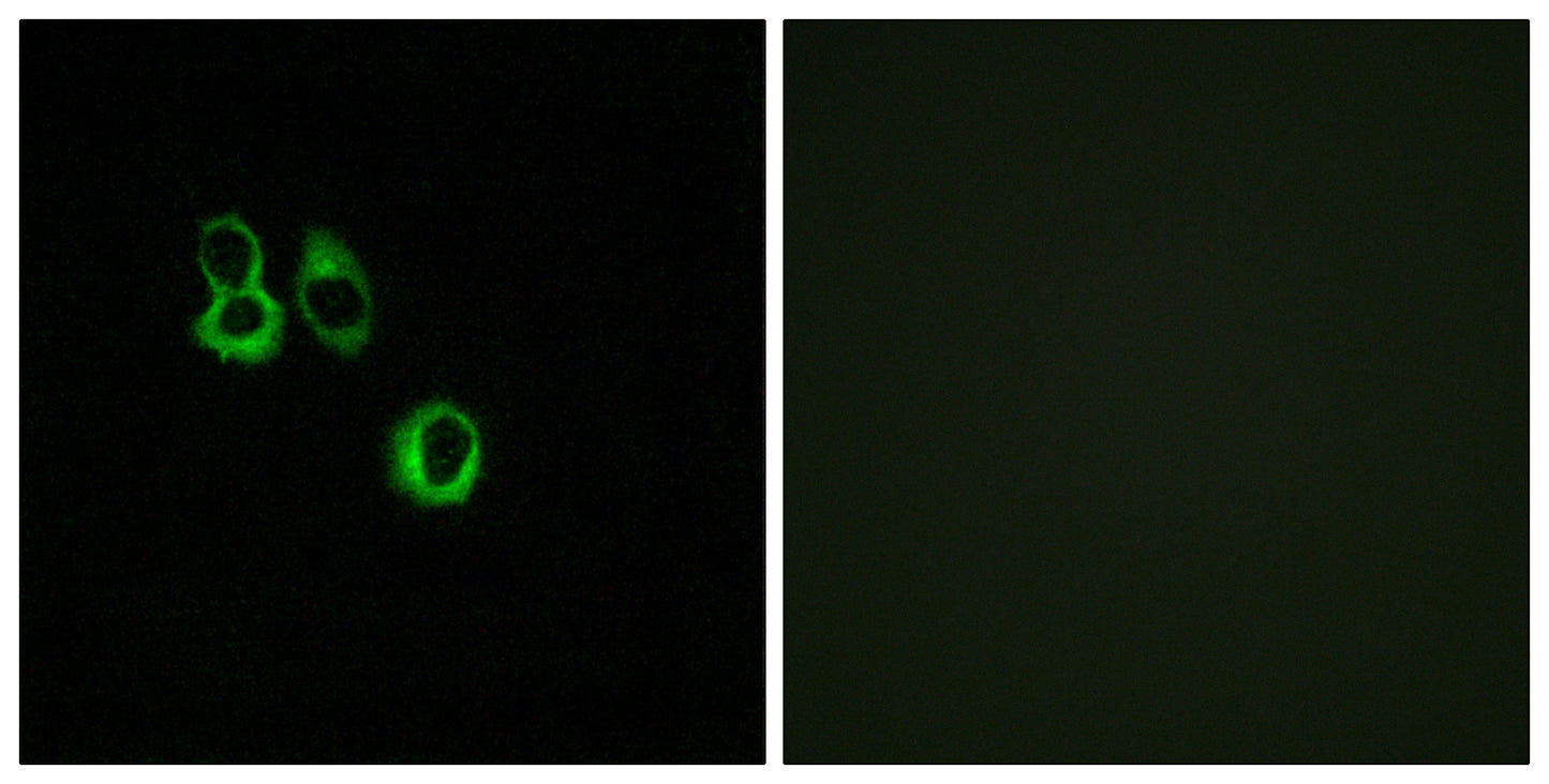 Olfactory receptor 3A2/3A3 Rabbit Polyclonal Antibody