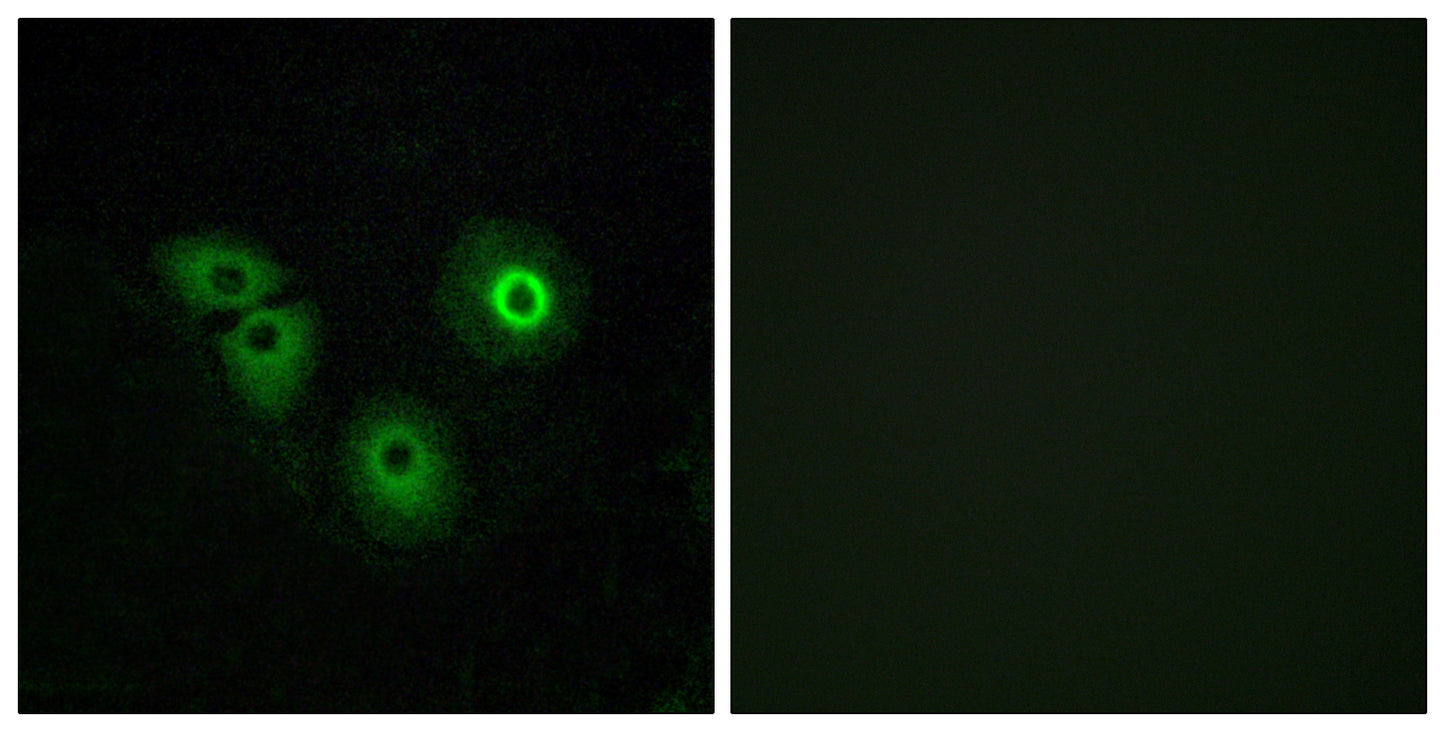 Olfactory receptor 4A15 Rabbit Polyclonal Antibody