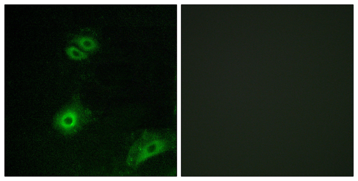 Olfactory receptor 4A16 Rabbit Polyclonal Antibody