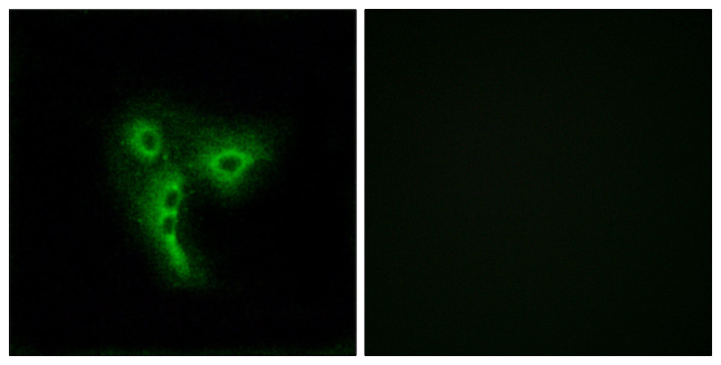 Olfactory receptor 4A4/47 Rabbit Polyclonal Antibody
