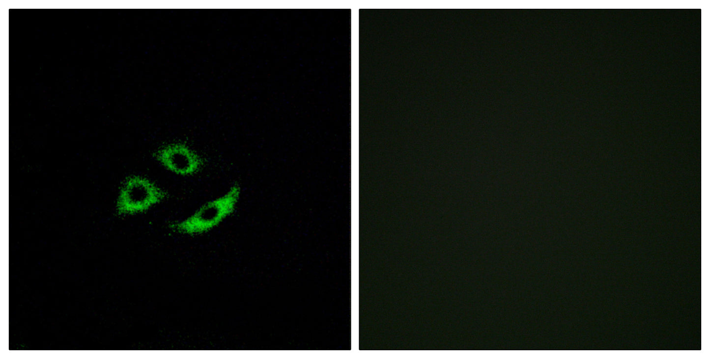 Olfactory receptor 4C12 Rabbit Polyclonal Antibody