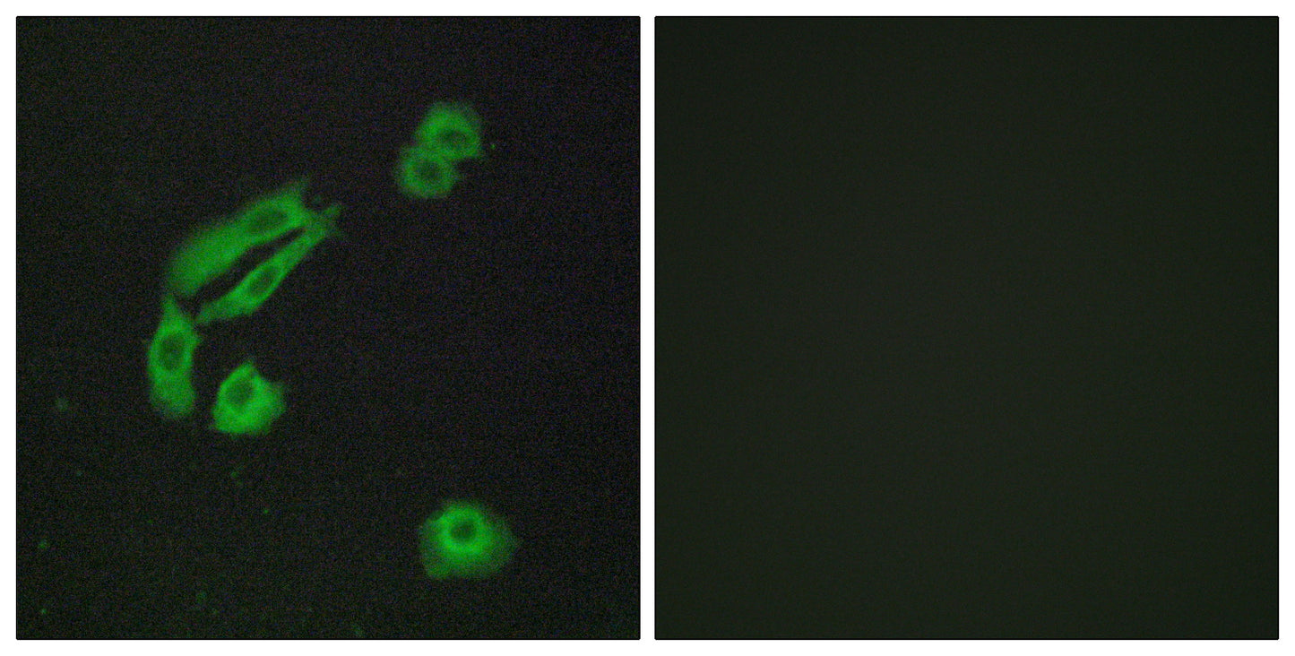 Olfactory receptor 4C13 Rabbit Polyclonal Antibody