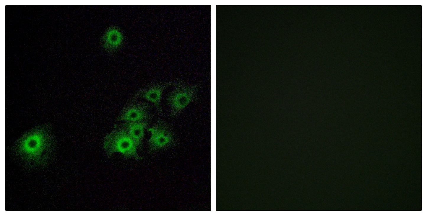 Olfactory receptor 4C15 Rabbit Polyclonal Antibody