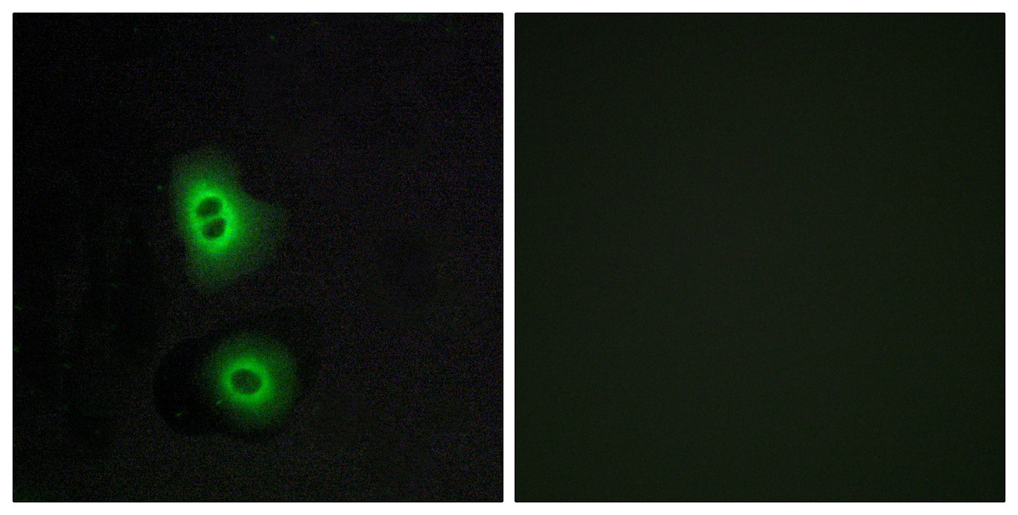 Olfactory receptor 4C16 Rabbit Polyclonal Antibody