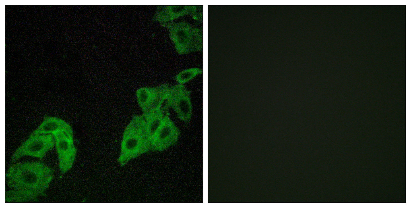Olfactory receptor 4C3 Rabbit Polyclonal Antibody