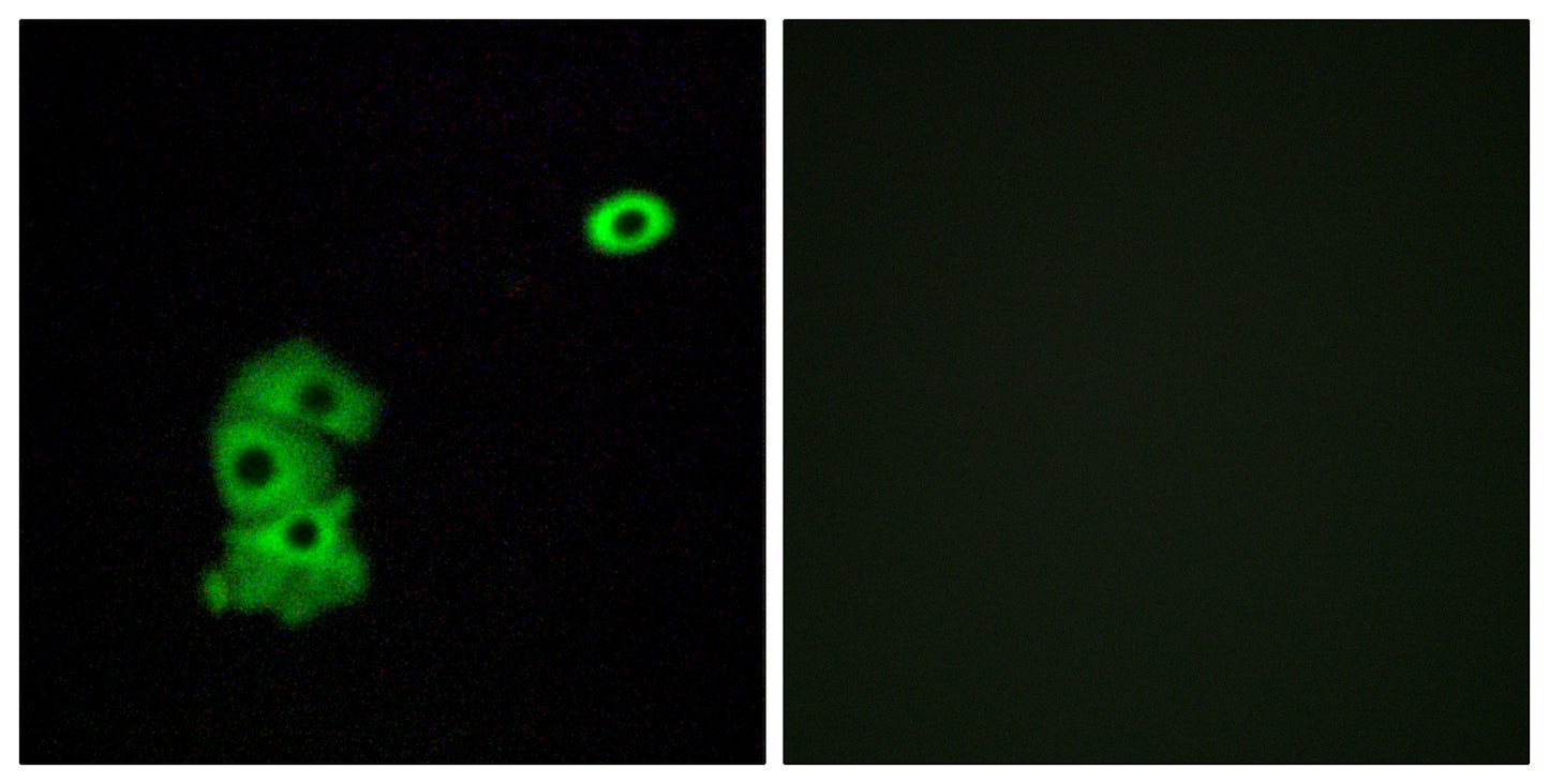 Olfactory receptor 4C6 Rabbit Polyclonal Antibody