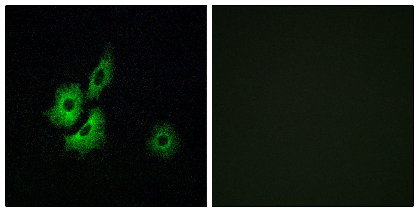 Olfactory receptor 4D1 Rabbit Polyclonal Antibody