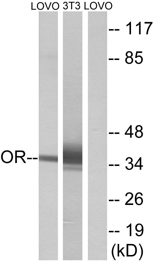 Olfactory receptor 4D6 Rabbit Polyclonal Antibody