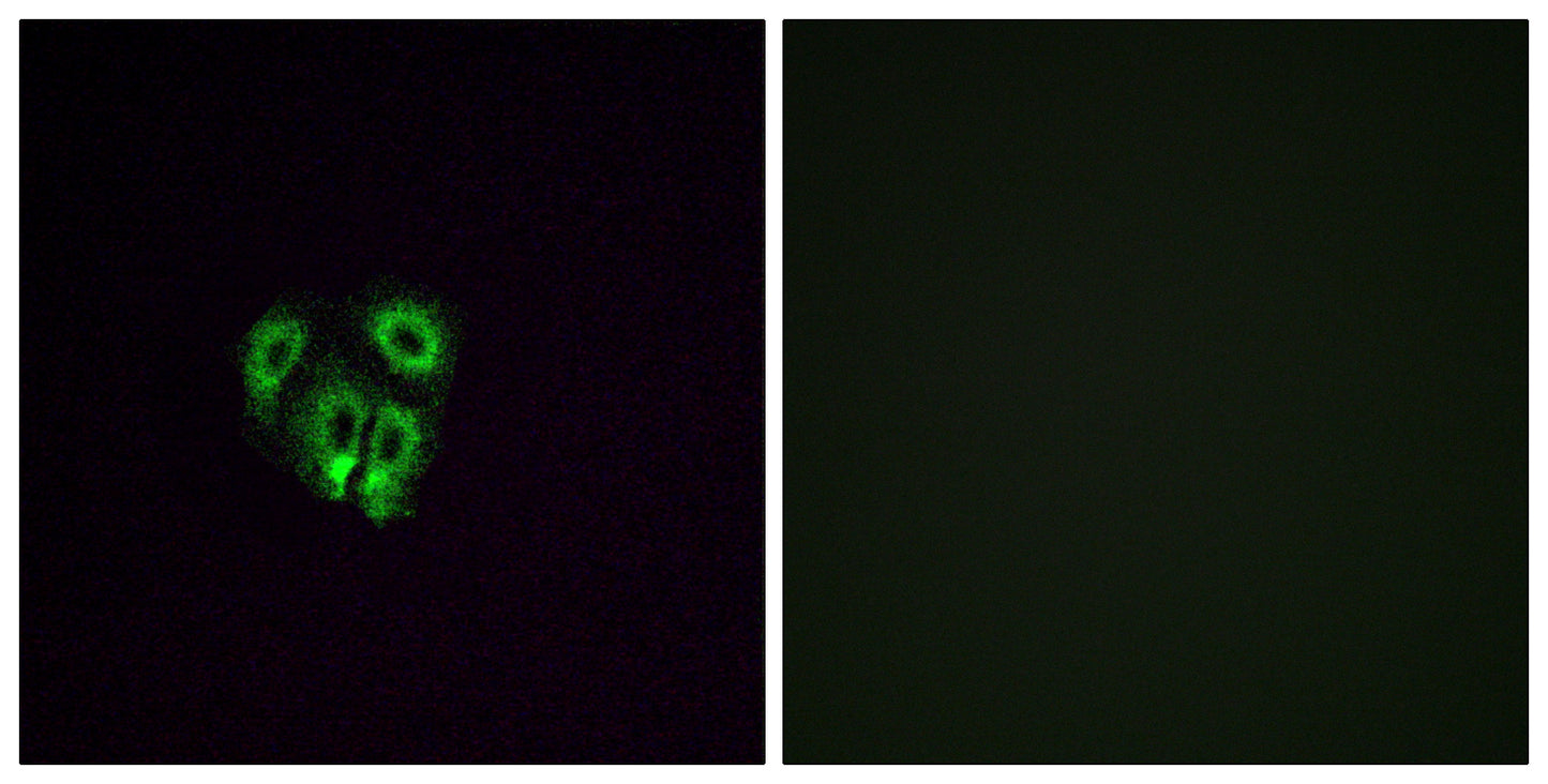 Olfactory receptor 4F4 Rabbit Polyclonal Antibody