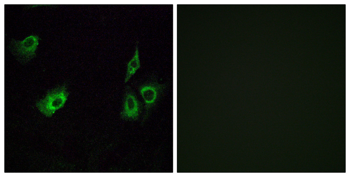 Olfactory receptor 4K3 Rabbit Polyclonal Antibody