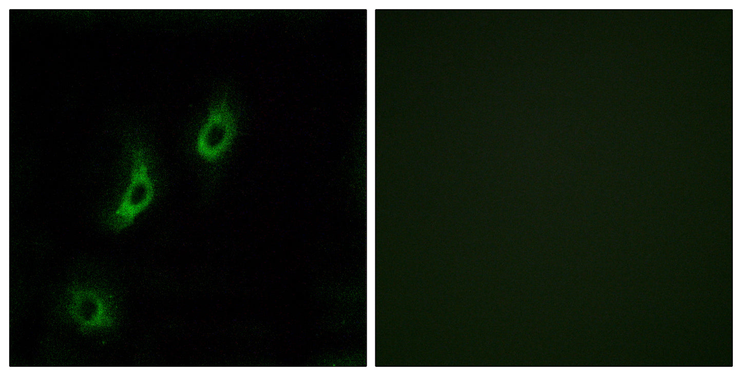 Olfactory receptor 4L1 Rabbit Polyclonal Antibody
