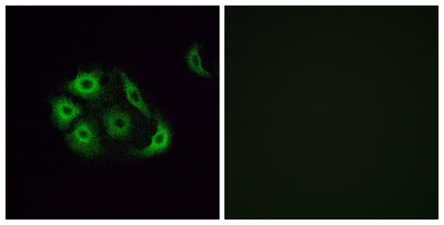 Olfactory receptor 4P4 Rabbit Polyclonal Antibody