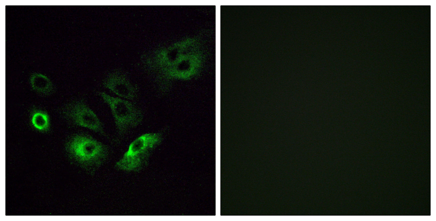 Olfactory receptor 4Q3 Rabbit Polyclonal Antibody