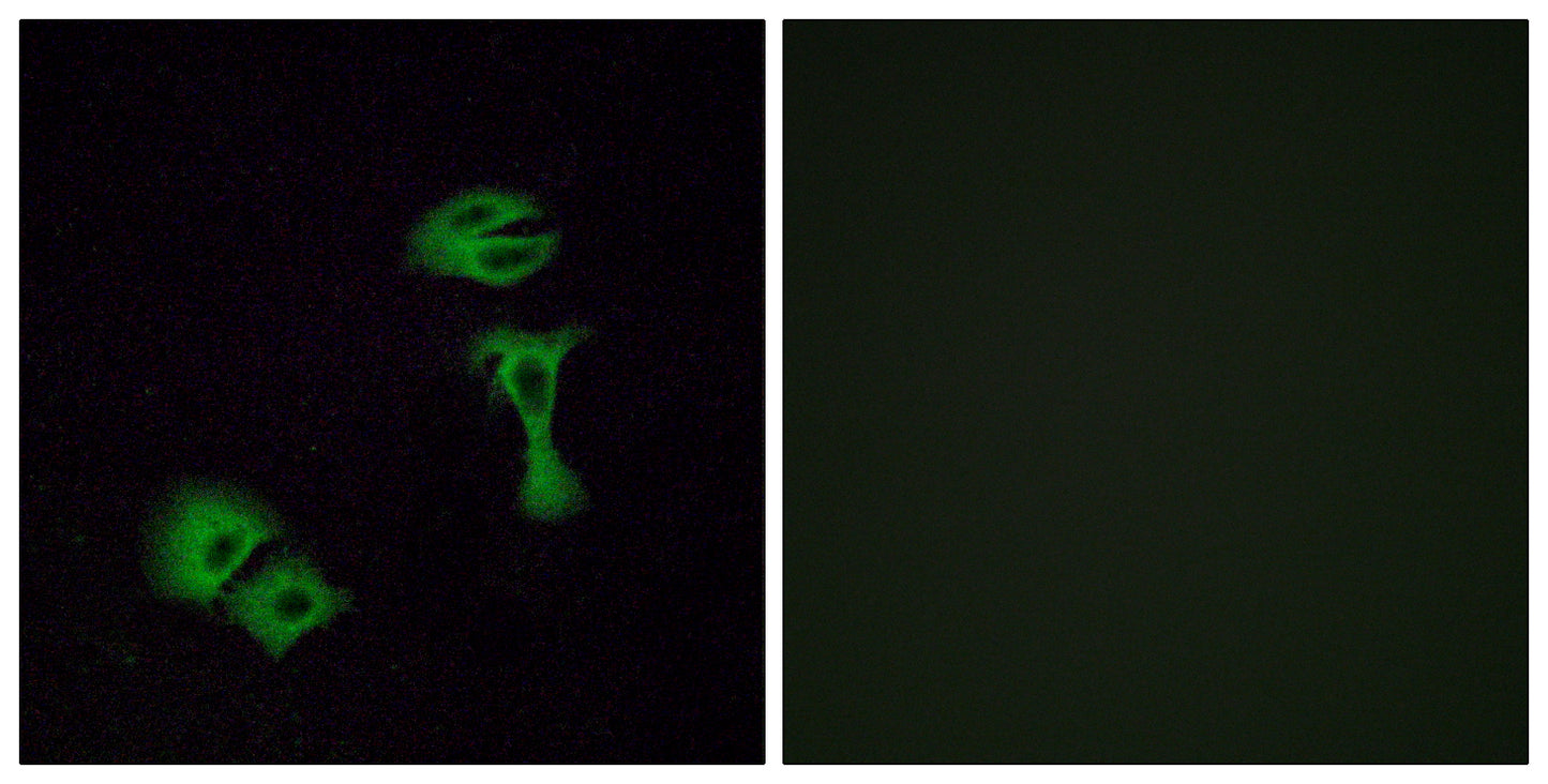 Olfactory receptor 51A2 Rabbit Polyclonal Antibody