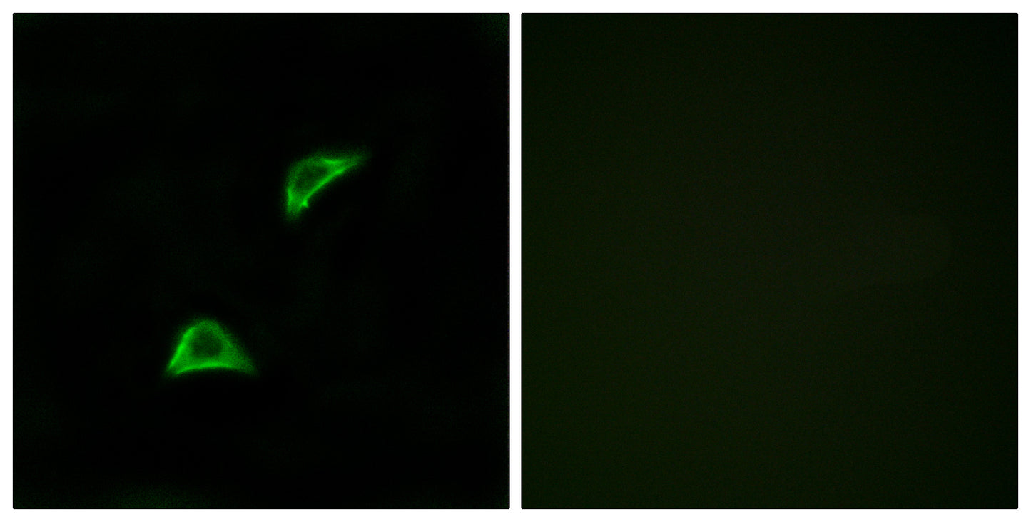 Olfactory receptor 51A4 Rabbit Polyclonal Antibody