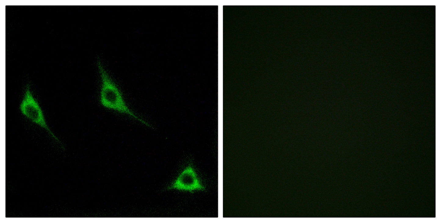 Olfactory receptor 51A7 Rabbit Polyclonal Antibody