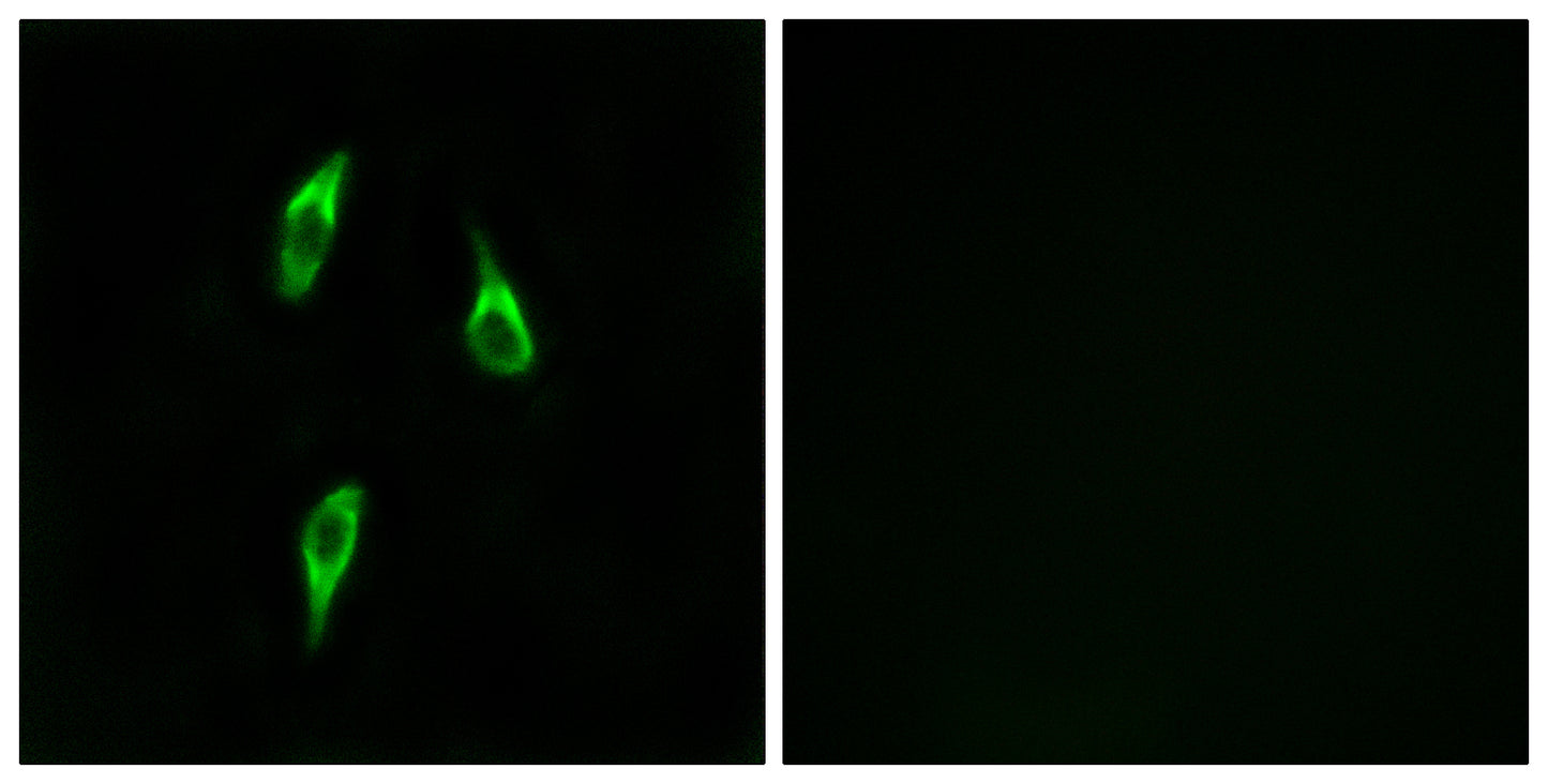 Olfactory receptor 51B2 Rabbit Polyclonal Antibody