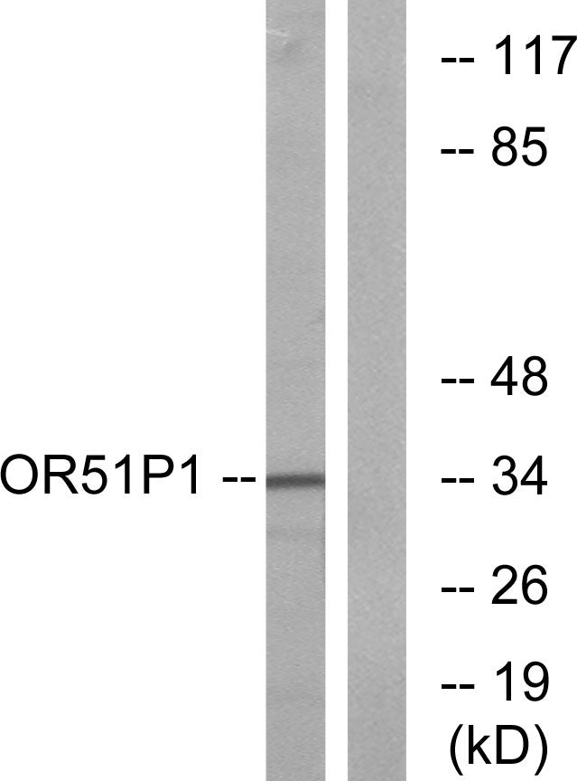 Olfactory receptor 51D1 Rabbit Polyclonal Antibody