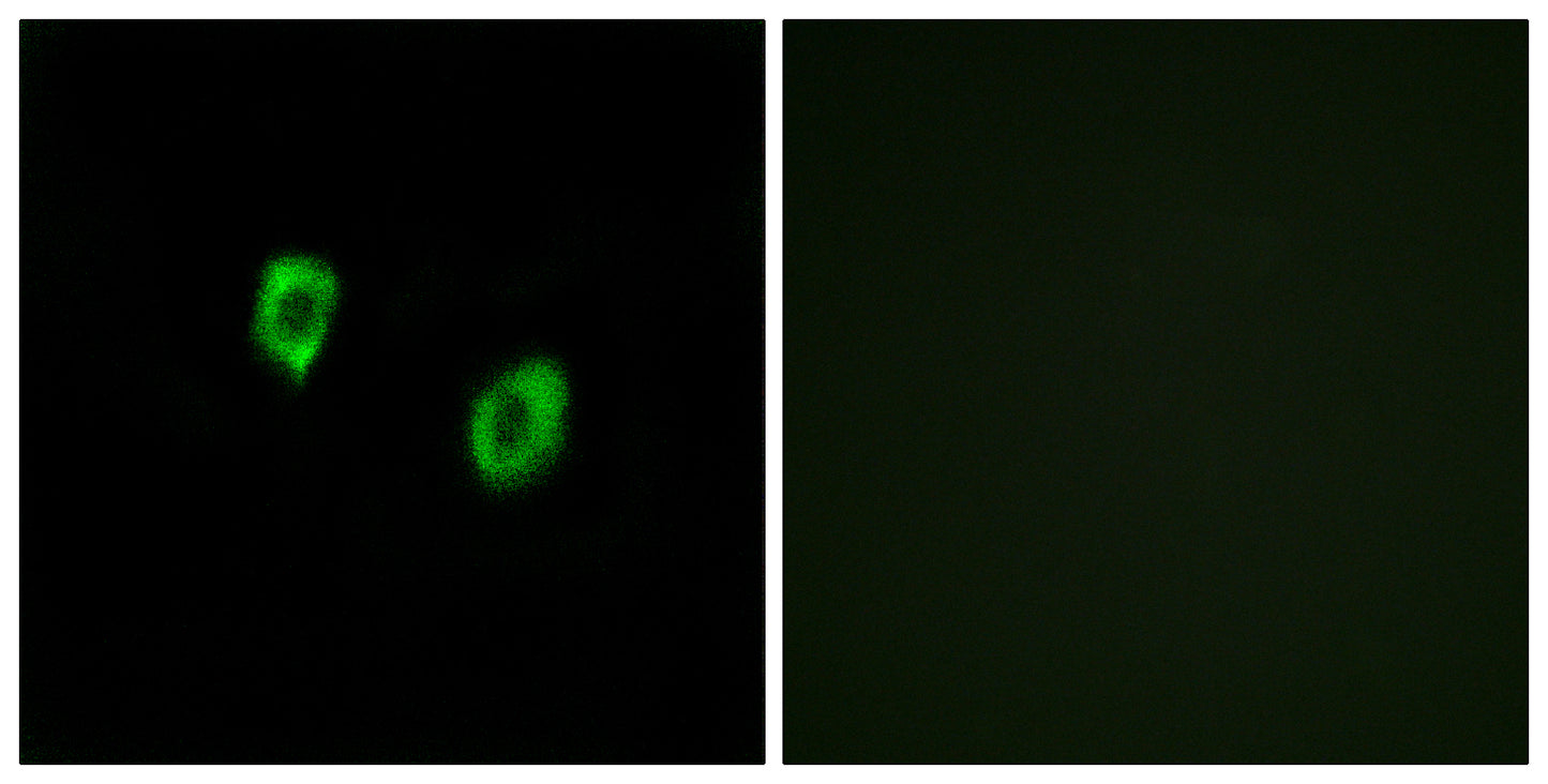Olfactory receptor 51F1 Rabbit Polyclonal Antibody
