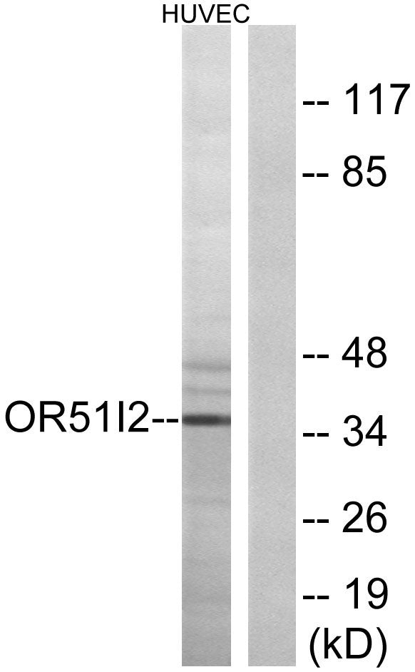 Olfactory receptor 51I2 Rabbit Polyclonal Antibody