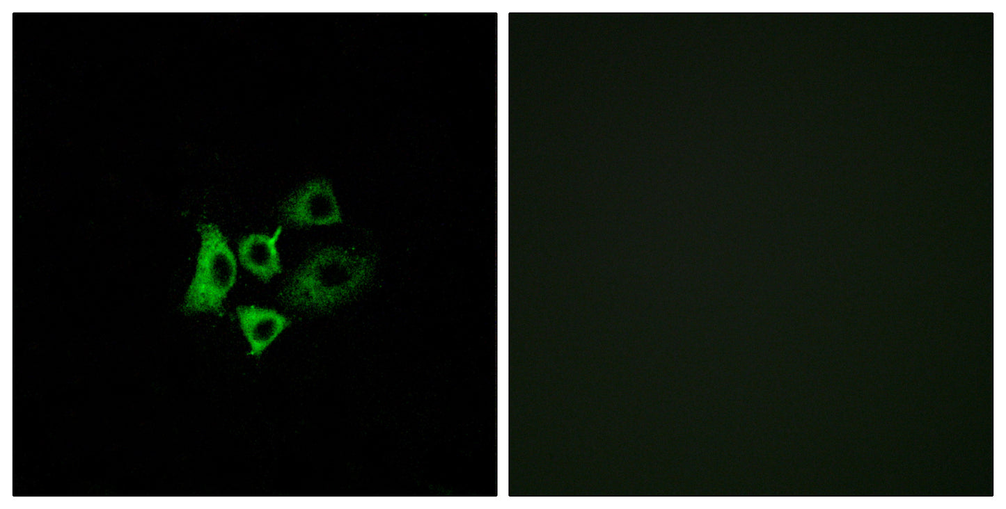 Olfactory receptor 51T1 Rabbit Polyclonal Antibody