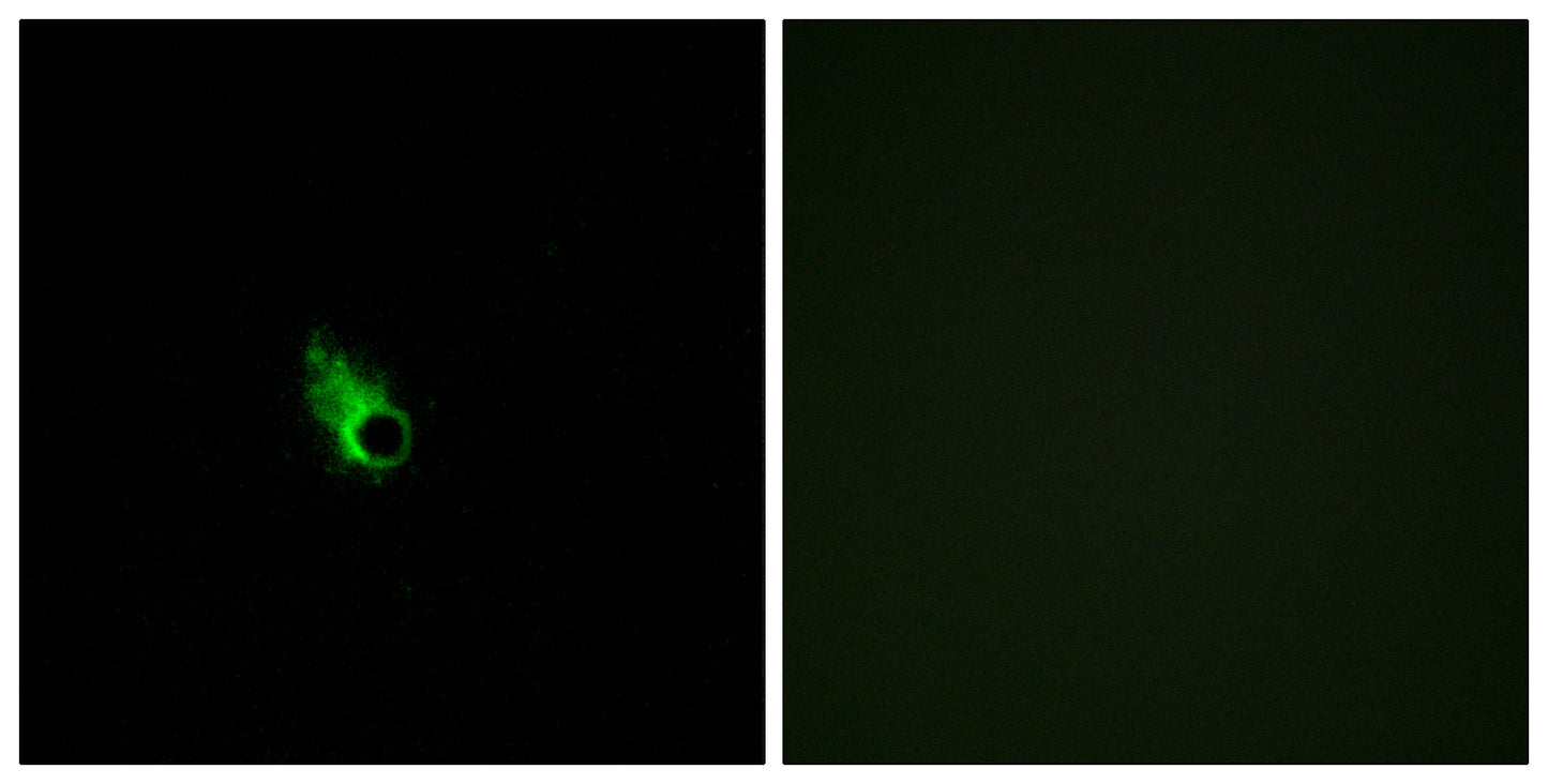 Olfactory receptor 52E1 Rabbit Polyclonal Antibody