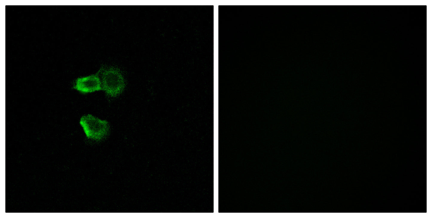 Olfactory receptor 56B4 Rabbit Polyclonal Antibody