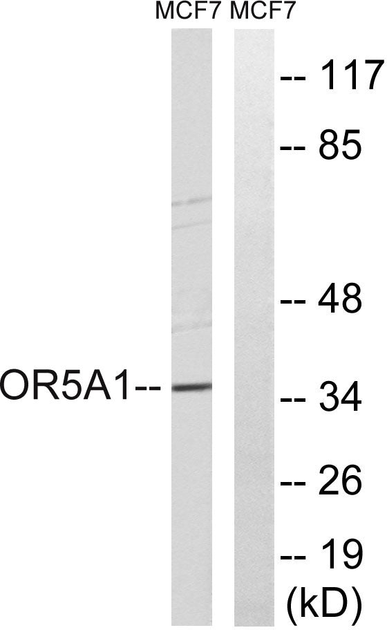 Olfactory receptor 5A1 Rabbit Polyclonal Antibody
