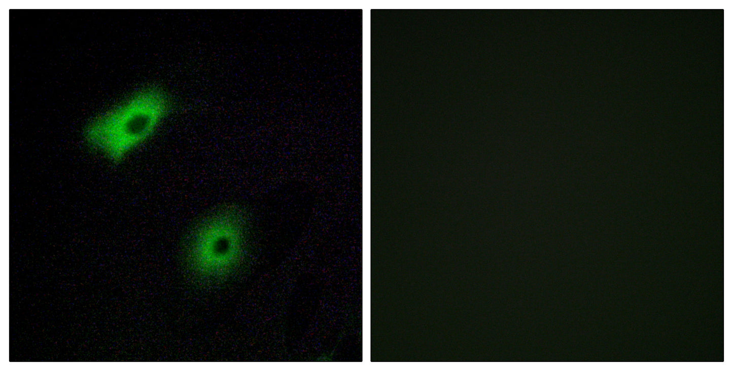 Olfactory receptor 5A2 Rabbit Polyclonal Antibody