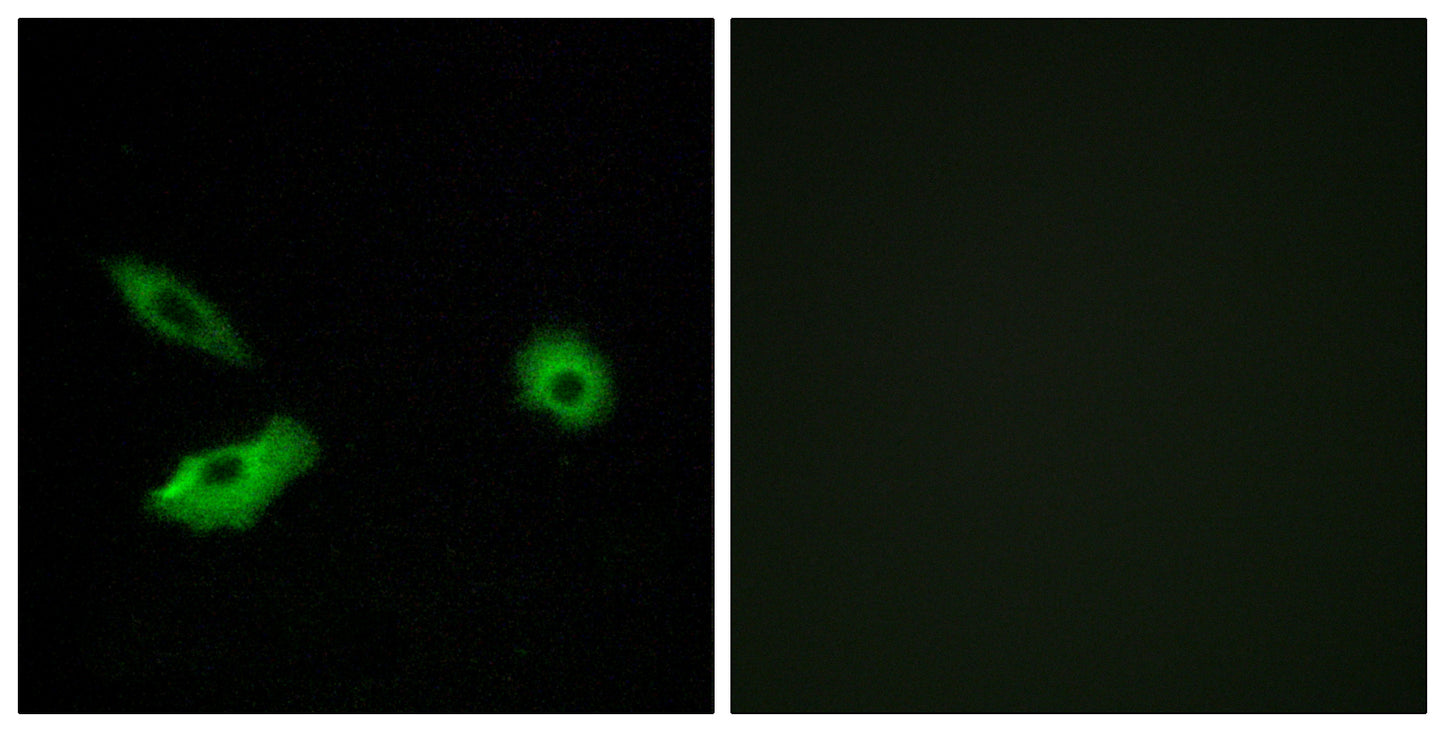 Olfactory receptor 5AR1 Rabbit Polyclonal Antibody
