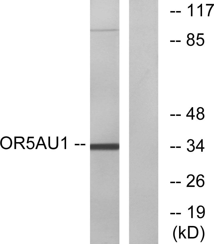 Olfactory receptor 5AU1 Rabbit Polyclonal Antibody