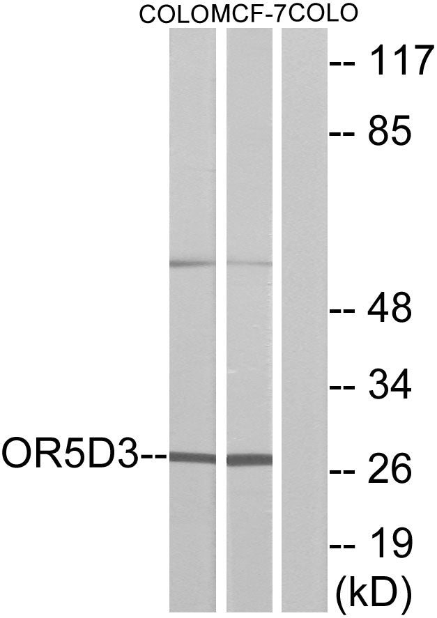 Olfactory receptor 5D3 Rabbit Polyclonal Antibody
