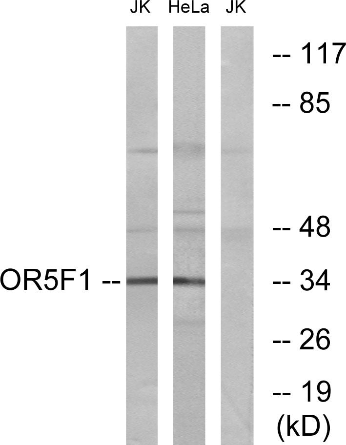 Olfactory receptor 5F1 Rabbit Polyclonal Antibody