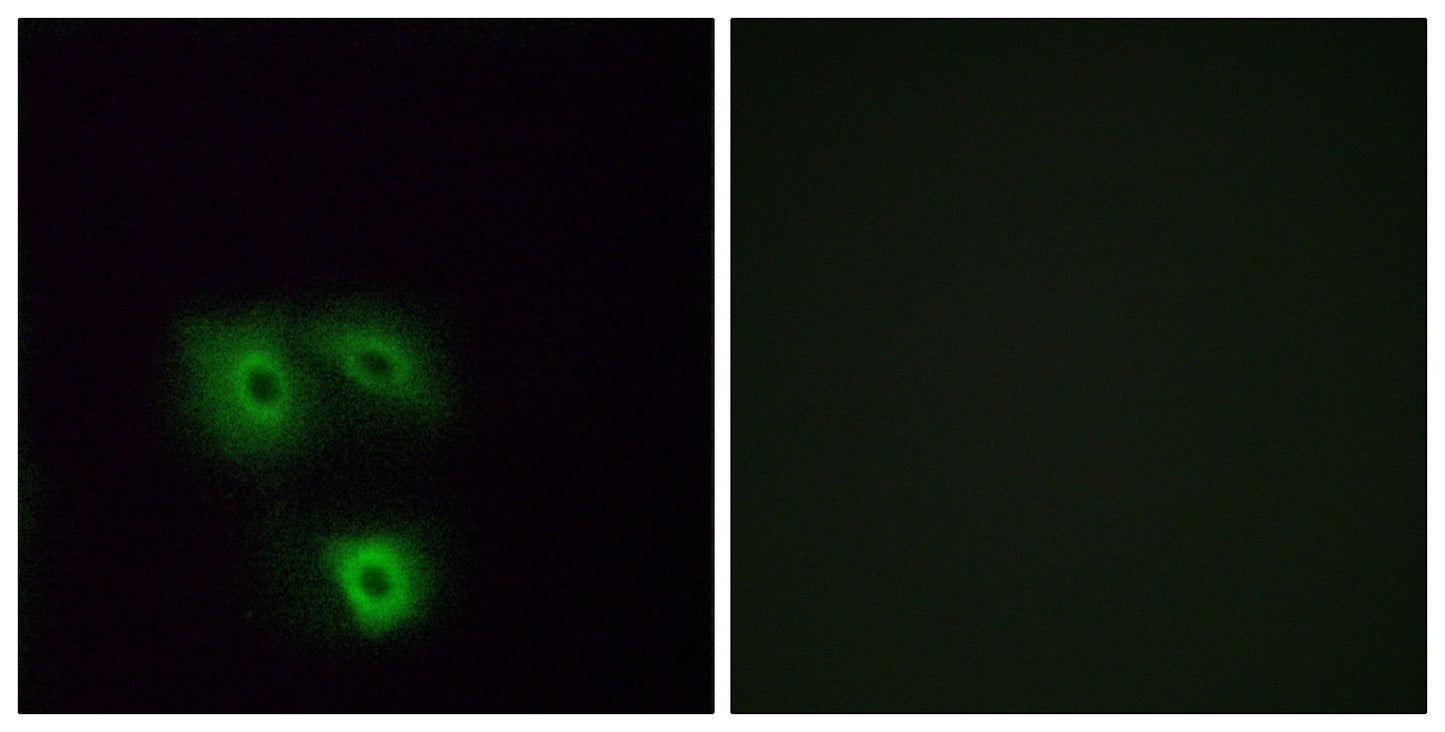 Olfactory receptor 5H1 Rabbit Polyclonal Antibody