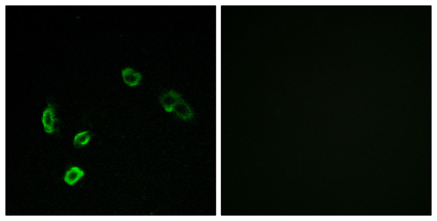 Olfactory receptor 5H15 Rabbit Polyclonal Antibody