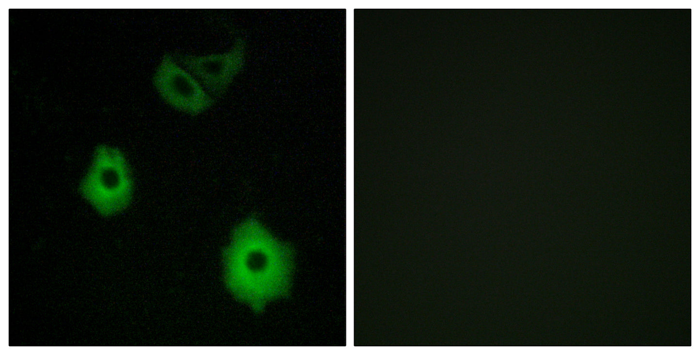 Olfactory receptor 5H6 Rabbit Polyclonal Antibody