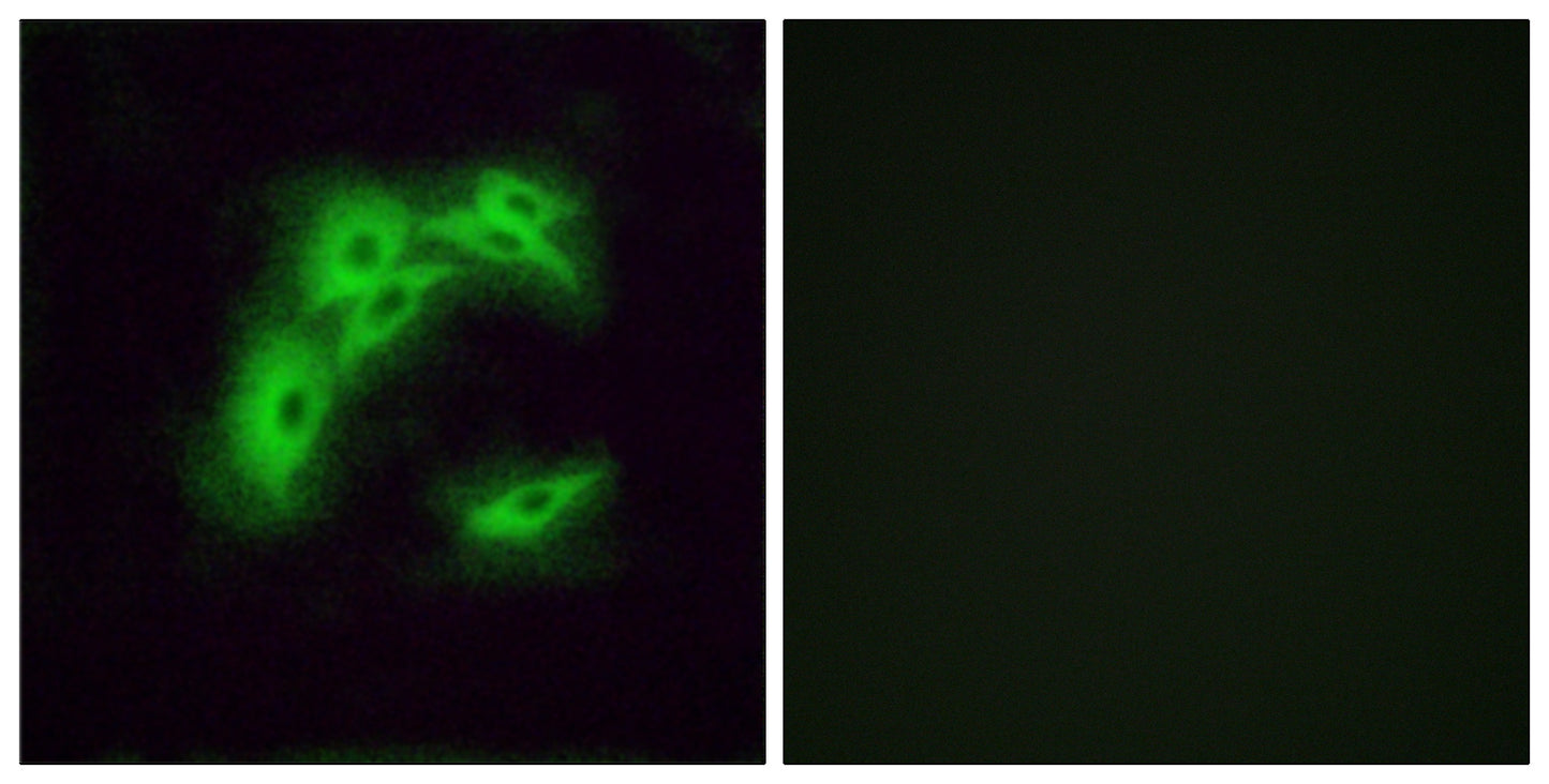 Olfactory receptor 5I1 Rabbit Polyclonal Antibody